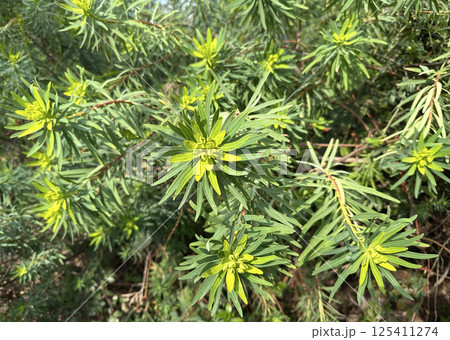 Mediterranean spurge or Albanian spurge (lat.- Euphorbia characias) 125411274