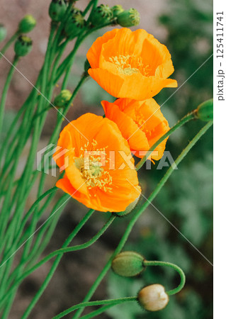 a large orange poppy in the garden. summer blooming 125411741