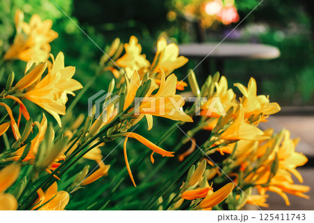Yellow daylilies growing in the garden in summer. an ornamental plant for the garden. 125411743