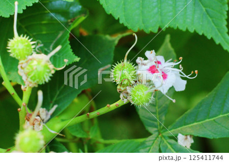tying a chestnut fruit from a flower. fruit formation on a tree branch 125411744