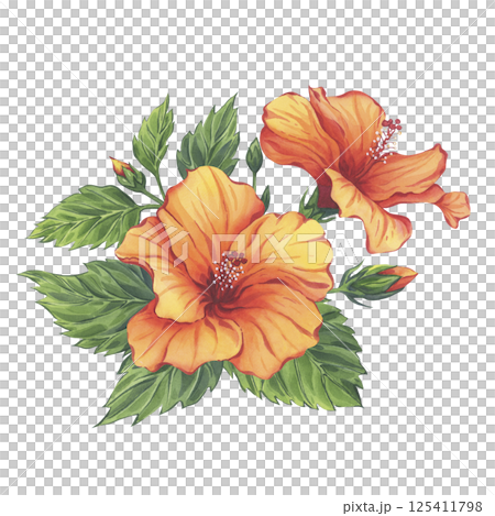 Yellow hibiscus watercolor branch with flowers, leaves and buds isolated on white background. Hand-drawn illustration. The composition is ideal for tropical branding, summer packaging 125411798