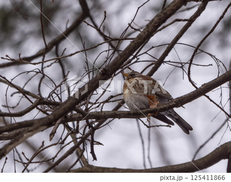 Forest bird thrush on the branch of an Apple tree Forest bird thrush on the branch of an Apple tree 125411866