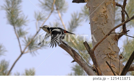 Great spotted woodpecker on a looking for food on a tree Great spotted woodpecker on a looking for food on a tree 125411871