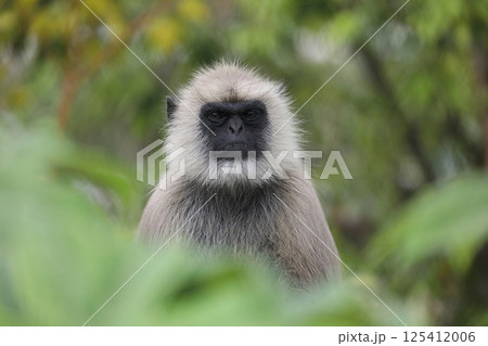 自然に囲まれたカメラ目線のハヌマンラングール 125412006