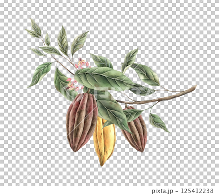 Cacao tree branch with green leaves and three yellow and brown cacao fruits, pink flowers. Watercolor botanical illustration for food packaging, book illustrations, confectionery branding. 125412238