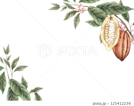 Cacao tree branch with green leaves and two red-orange cacao pods, one pod cut in half. Watercolor botanical rectangular composition for food packaging, book illustrations, confectionery branding. Cacao tree branch with green leaves and two red-orange cacao pods, one pod cut in half. Watercolor botanical rectangular composition for food packaging, book illustrations, confectionery branding. 125412239