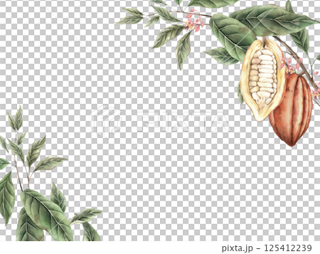 Cacao tree branch with green leaves and two red-orange cacao pods, one pod cut in half. Watercolor botanical rectangular composition for food packaging, book illustrations, confectionery branding. Cacao tree branch with green leaves and two red-orange cacao pods, one pod cut in half. Watercolor botanical rectangular composition for food packaging, book illustrations, confectionery branding. 125412239