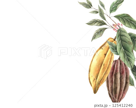 Branch of cocoa tree with green leaves, yellow and brown fruits with flowers. Watercolor botanical rectangular composition, for food packaging design, book illustrations, confectionery branding. 125412240