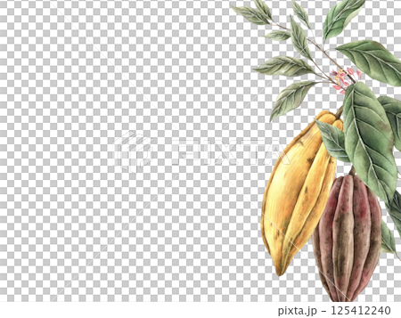 Branch of cocoa tree with green leaves, yellow and brown fruits with flowers. Watercolor botanical rectangular composition, for food packaging design, book illustrations, confectionery branding. 125412240