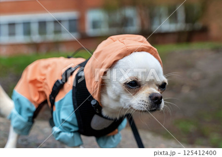 Small white chihuahua dog wearing waterproof clothes walking outdoor 125412400