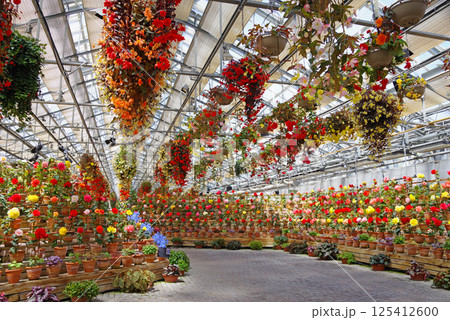 ナガシマリゾート なばなの里【ベゴニアガーデン】 125412600