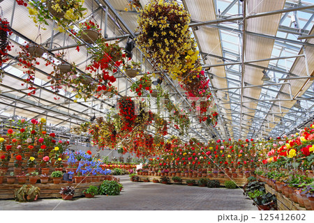 ナガシマリゾート なばなの里【ベゴニアガーデン】 125412602