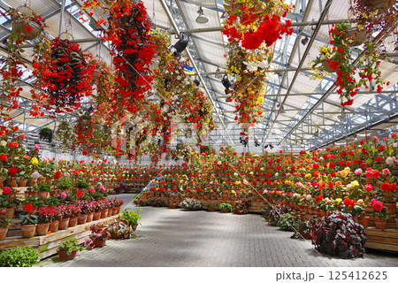 ナガシマリゾート なばなの里【ベゴニアガーデン】 125412625