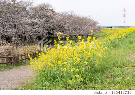 菜の花と桜＜千葉県流山市におどり公園/2025年4月＞ 125412739