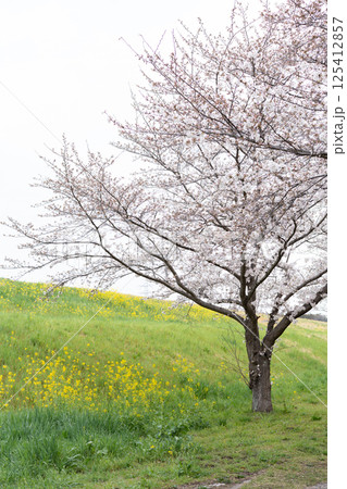 土手の菜の花と桜＜千葉県流山市におどり公園/2025年4月＞ 125412857