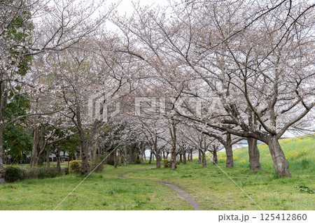 土手の菜の花と桜＜千葉県流山市におどり公園/2025年4月＞ 125412860