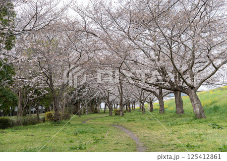 土手の菜の花と桜＜千葉県流山市におどり公園/2025年4月＞ 125412861