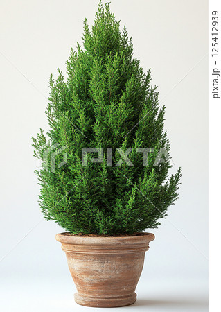 Big Thuja tree with fleshy leaves in ceramic pot on a white background. Potted tree. 125412939