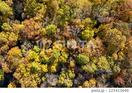 Landscape of woods nature in fall season. Colorful forest with yellow canopies in autumn 125413040