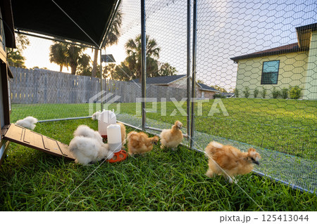 Keeping domestic chicken in free range chicken coop on home backyard. Poultry hen house with green grass in suburban garden 125413044