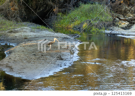Florida wetlands nature. Jungles with palm trees and tropical vegetation in southern USA 125413169