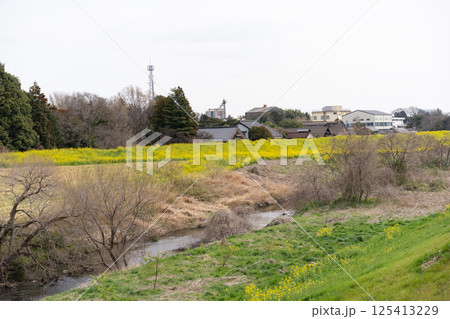 利根運河の春<千葉県流山市におどり公園近く/2025年4月> 利根運河の春<千葉県流山市におどり公園近く/2025年4月> 125413229