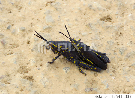 Mating poisonous grasshoppers (lat.- Poekilocerus bufonius) 125413335