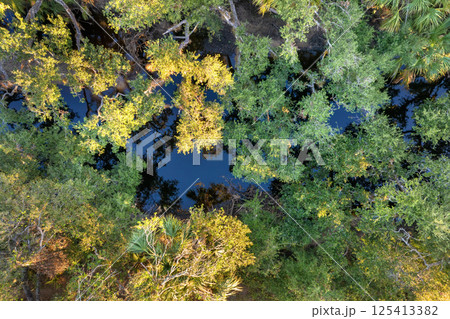 Florida jungles nature. Tropical wetlands with dense green rainforest at sunset 125413382