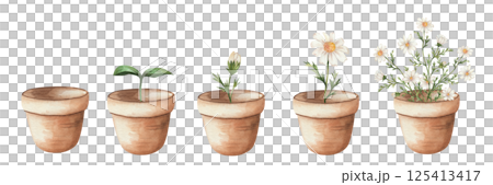 Stages of plant growth and development, chamomile flower in pot. Growth from seed to seedling, seedling. evolution from seeds. Watercolor illustration, hand drawn on white background. Ecology, garden 125413417