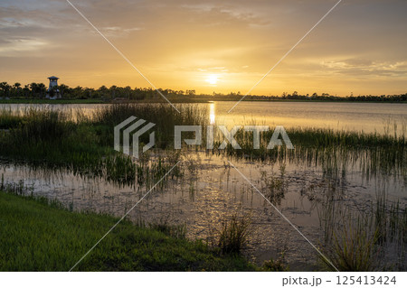 Evening landscape of Florida wetland flora. Lake water in southern tropical swamp at sunset Evening landscape of Florida wetland flora. Lake water in southern tropical swamp at sunset 125413424