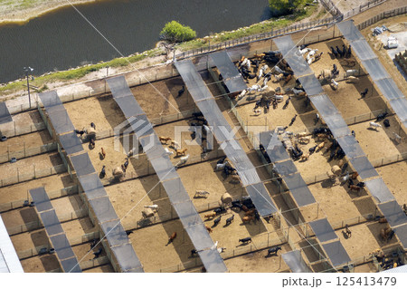 Commercial cattle stockyard with meat cows in rural Florida. Feeding of livestock on farm feedlot in USA 125413479