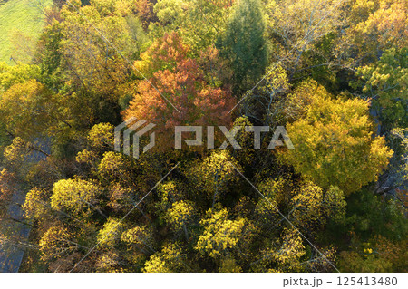 Colorful woods with yellow and orange canopies in autumn forest. Landscape of wild nature in autumn Colorful woods with yellow and orange canopies in autumn forest. Landscape of wild nature in autumn 125413480