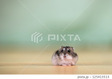 Closeup of a small funny miniature jungar hamster sitting on a floor. Fluffy and cute Dzhungar rat at home. 125413513