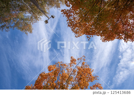 Beautiful autumn landscape in Tennessee mountain forest 125413686