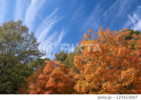 Beautiful autumn landscape in Tennessee mountain forest 125413687