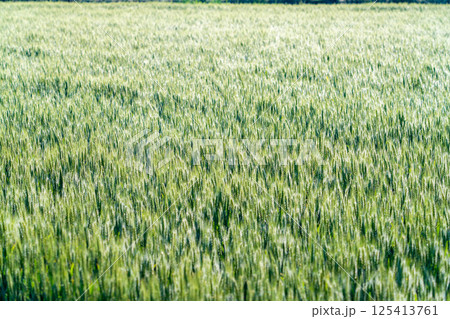 【新緑素材】朝日を受けて輝く青麦【長野県】 125413761