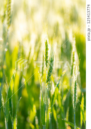 【新緑素材】朝日を受けて輝く青麦【長野県】 125413774