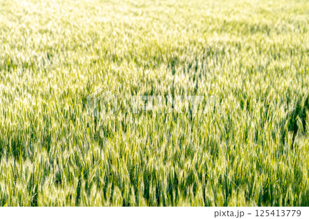 【新緑素材】朝日を受けて輝く青麦【長野県】 125413779