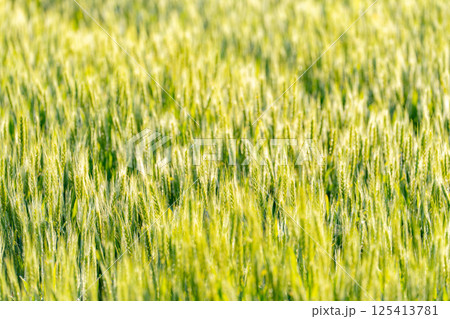 【新緑素材】朝日を受けて輝く青麦【長野県】 【新緑素材】朝日を受けて輝く青麦【長野県】 125413781