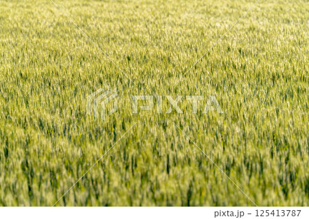 【新緑素材】朝日を受けて輝く青麦【長野県】 125413787