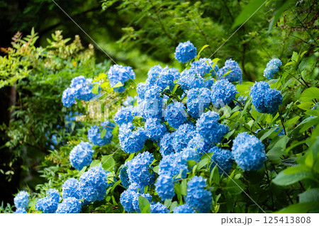 【梅雨素材】青い紫陽花の花【長野県】 【梅雨素材】青い紫陽花の花【長野県】 125413808
