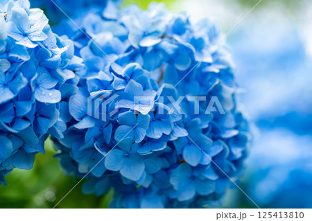 【梅雨素材】青い紫陽花の花【長野県】 125413810