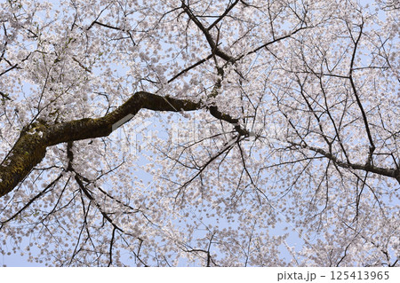 桜 桜 125413965