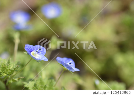 オオイヌノフグリ 125413966