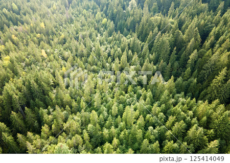 Aerial view of green pine forest with dark spruce trees. Nothern woodland scenery from above Aerial view of green pine forest with dark spruce trees. Nothern woodland scenery from above 125414049