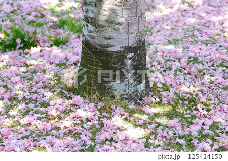 桜の花びらが散ったあとの木の根元 桜の花びらが散ったあとの木の根元 125414150