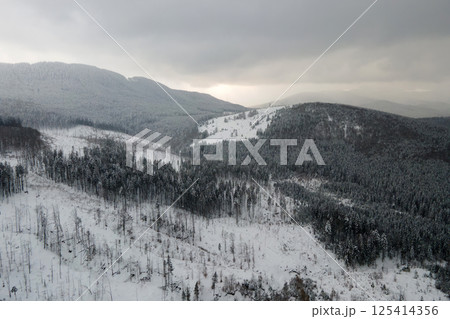 Aerial foggy landscape with evergreen pine trees covered with fresh fallen snow after heavy snowfall in winter mountain forest on cold quiet evening. 125414356
