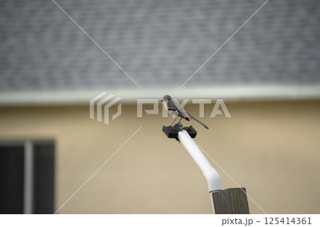 A Northern mockingbird bird perched on a fence pole 125414361