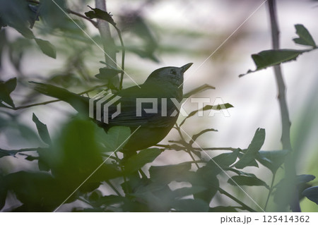 A Gray Catbird bird perched on a tree branch in summer Florida shrubs A Gray Catbird bird perched on a tree branch in summer Florida shrubs 125414362