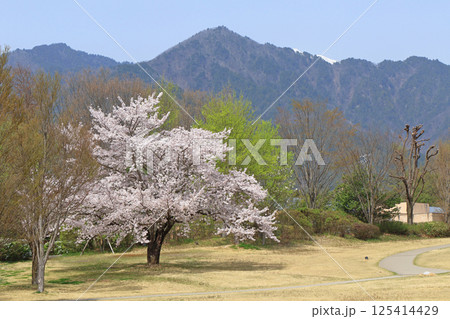 桜咲く春の安曇野ちひろ公園 125414429